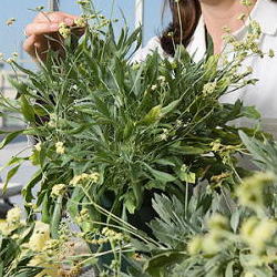Guayule: a plant from which rubberized are made