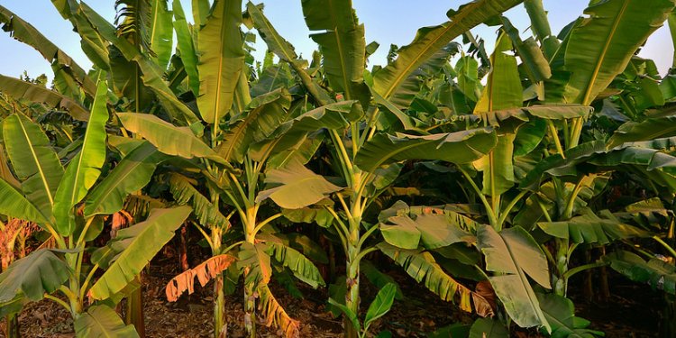 Middle distance Running Spikes