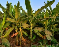 Middle distance Running Spikes